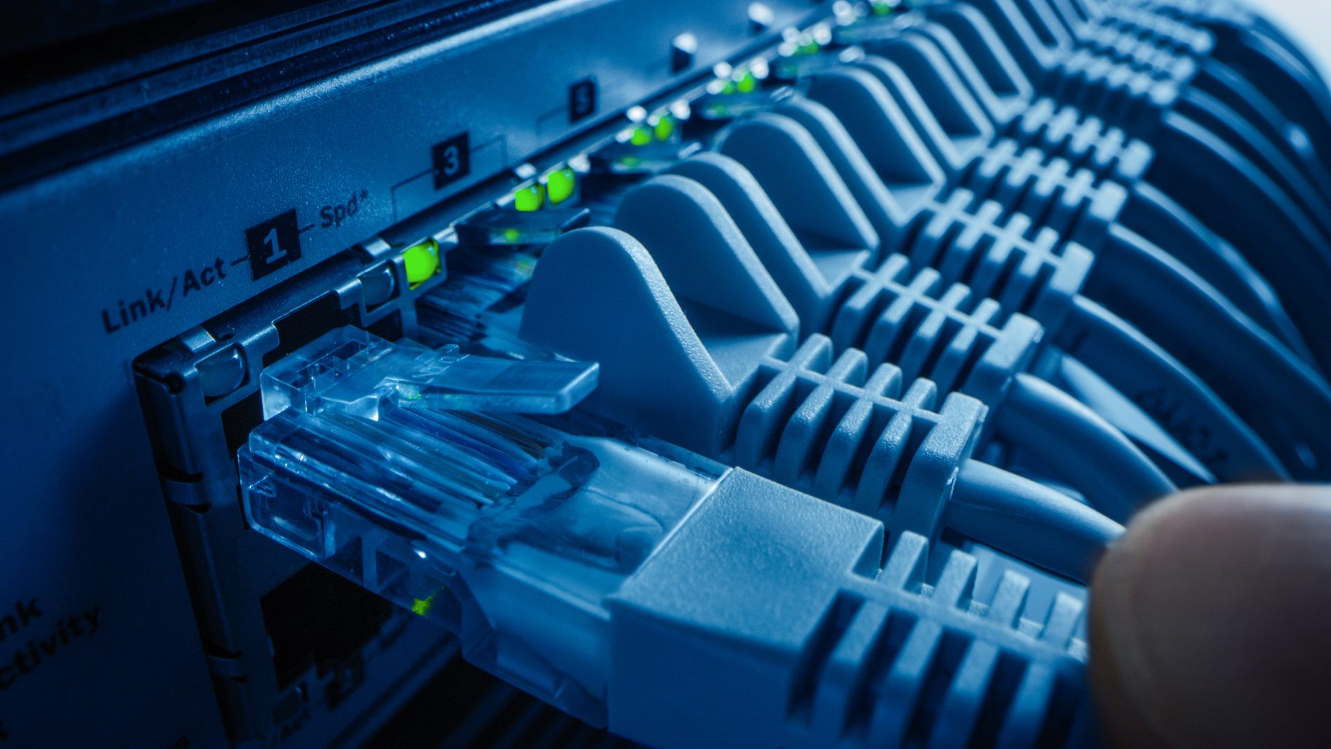 Close-up of blue network patch leads plugged into a row of switch ports with small green link lights
